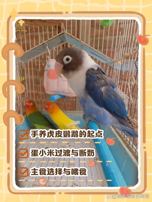 鹦鹉配对手是谁的名字图片(鹦鹉如何配对繁殖) 鹦鹉配对繁殖方法