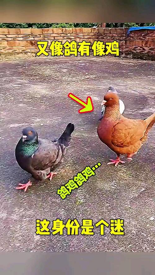鸽鸡配对的幼崽叫什么名字(鸡鸽同养)